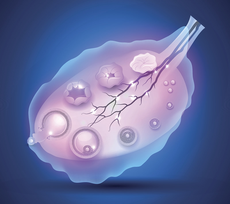 2026年福州地区高龄试管婴儿医院服务与深度解析，附公立私立机构选择指南